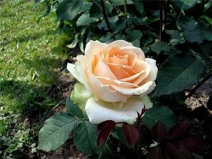 Tea rózsa fajták és fajok - leírás, reprodukció, gondoskodás, ültetés, fotó, használt a kertben, a fajta és
