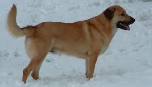 Chinook fajta leírás, karakter, gondoskodó, fotók, minden a kutyák