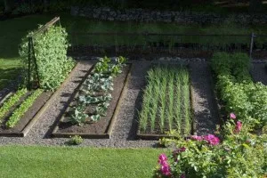 Hogy lehet ültetni a kertben, a kedvenc nyári rezidenciája, gyümölcsös és kert
