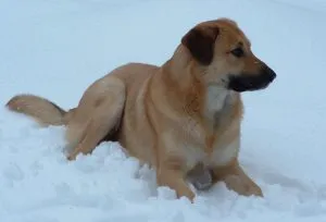 Chinook fajta leírás, karakter, gondoskodó, fotók, minden a kutyák