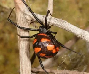 Mi a teendő, ha harap Black Widow harap!