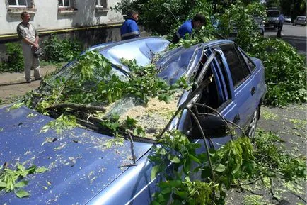 Какво става, ако колата падна върху дърво общество