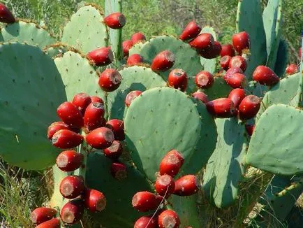 Mexicani au fost făcute din pastă de lemn de cactus în zilele vechi