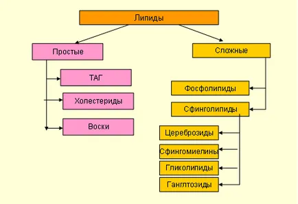 Каква е класификацията на липиди, и това, което те изпълняват функция