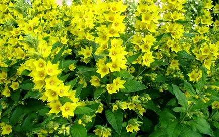 Квіти для дачі багаторічні