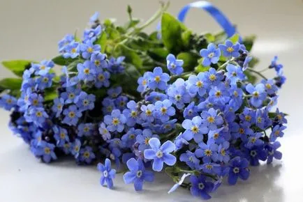 Квіти для дачі багаторічні