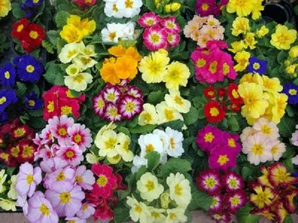 Квіти для дачі багаторічні