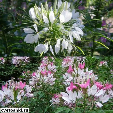 Flowers fotó Cleomenes, ültetés és gondozás, egyre nagyobb a mag