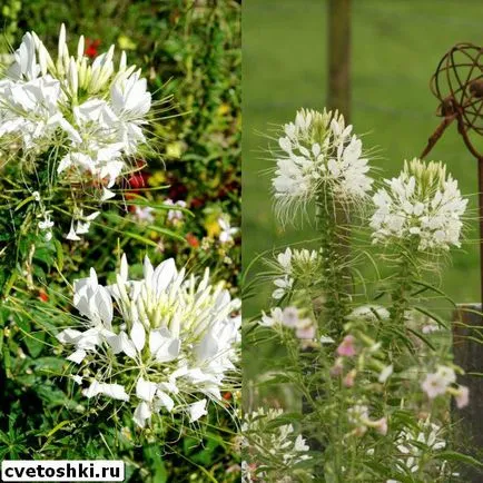 Flowers fotó Cleomenes, ültetés és gondozás, egyre nagyobb a mag