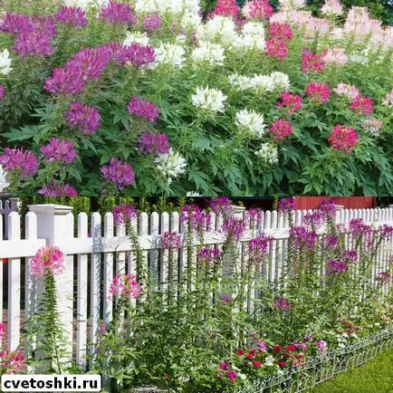 Flowers fotó Cleomenes, ültetés és gondozás, egyre nagyobb a mag