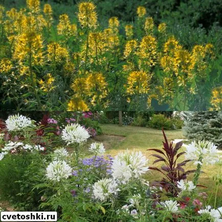 Flowers fotó Cleomenes, ültetés és gondozás, egyre nagyobb a mag