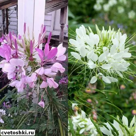 Flowers fotó Cleomenes, ültetés és gondozás, egyre nagyobb a mag