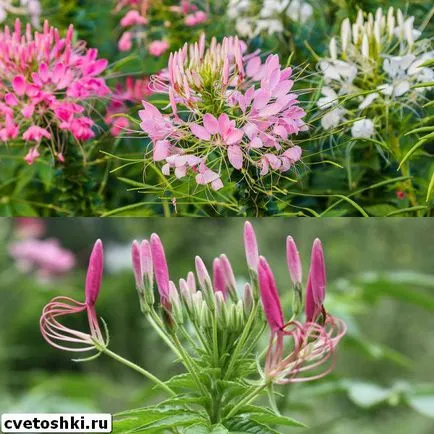 Flowers fotó Cleomenes, ültetés és gondozás, egyre nagyobb a mag