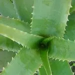 Floare de aloe în cultivarea acasă