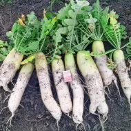 Daikon minovasi - népszerű alfaja vetés retek