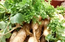 Daikon ültetési ideje a nyílt terepen, vyrschivanie hogyan kell tartani hasznos tulajdonságok, retek fajták