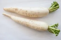 Daikon ültetési ideje a nyílt terepen, vyrschivanie hogyan kell tartani hasznos tulajdonságok, retek fajták