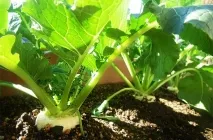 Daikon ültetési ideje a nyílt terepen, vyrschivanie hogyan kell tartani hasznos tulajdonságok, retek fajták