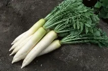 Daikon ültetési ideje a nyílt terepen, vyrschivanie hogyan kell tartani hasznos tulajdonságok, retek fajták