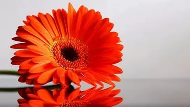 floare Gerbera - regulile de cultivare în câmp deschis și în casă