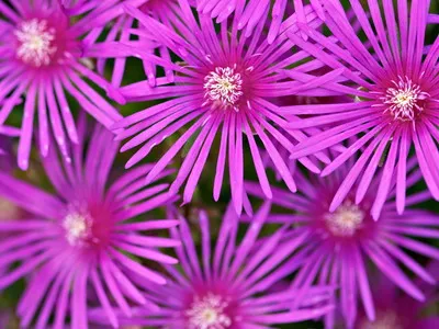 Delosperma (delosperma) - Stardust a kertben és a ház