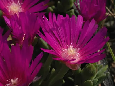 Delosperma (delosperma) - Stardust in gradina si casa ta