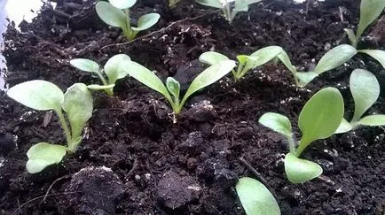 floare Gerbera - regulile de cultivare în câmp deschis și în casă