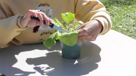 floare Gerbera - regulile de cultivare în câmp deschis și în casă