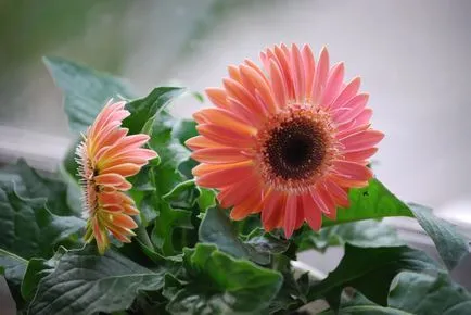 floare Gerbera - regulile de cultivare în câmp deschis și în casă