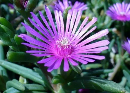 Delosperma (delosperma) - Stardust a kertben és a ház