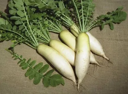 Daikon ültetési ideje a nyílt terepen, vyrschivanie hogyan kell tartani hasznos tulajdonságok, retek fajták