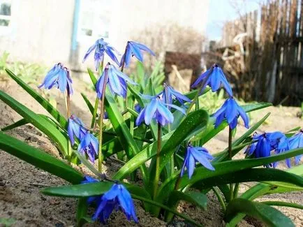 Flower Stsilla (squill) 57 fotografii, proleskovidnaya, peruvian, orhidee, campanulate, siberian