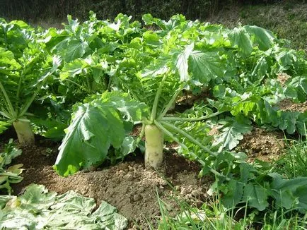 Daikon ültetési ideje a nyílt terepen, vyrschivanie hogyan kell tartani hasznos tulajdonságok, retek fajták