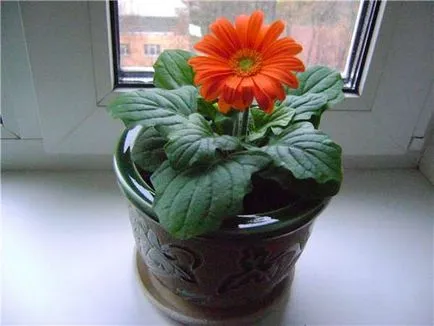 floare Gerbera - regulile de cultivare în câmp deschis și în casă