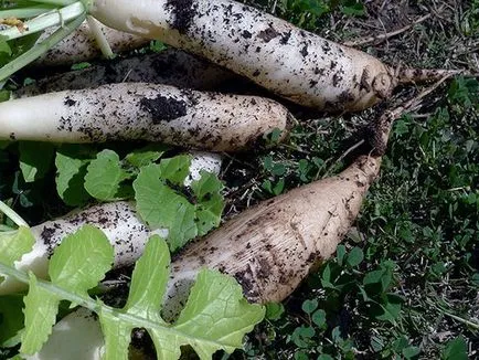 Daikon minovasi, Sașa, alte soiuri, de îngrijire, datele de plantare, cum se păstrează ridichi în creștere în aer liber