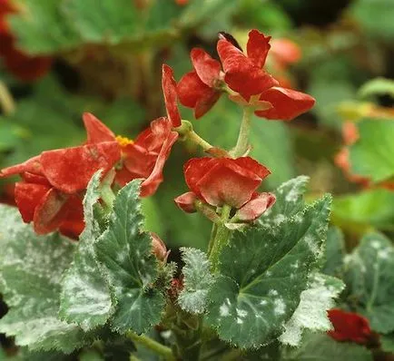 Virág Ivan da Marya begonia szoba néz ki, ültetés és gondozás, vidám urozhaynik