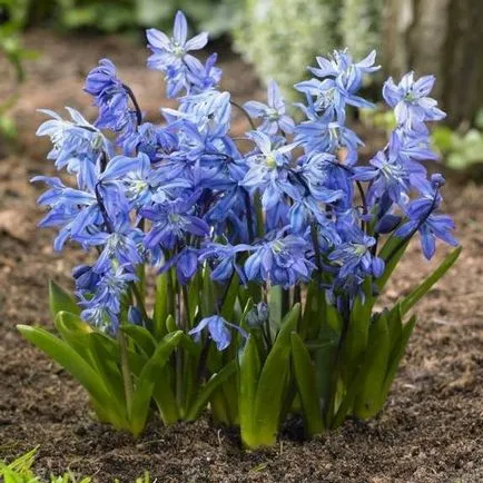 Flower Stsilla (squill) 57 fotografii, proleskovidnaya, peruvian, orhidee, campanulate, siberian