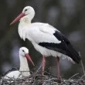 До чого сняться апельсини (сонник), наснилися апельсини уві сні (всього лише одну) До чого сняться апельсини (сонник), наснилися апельсини уві сні
