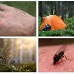 До чого сняться мошки у великій кількості сонник (сонник) До чого сняться мошки у великій кількості сонник
