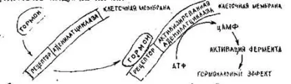 Класифікація і механізм дії гормонів (Класифікація механізм дії) Класифікація і механізм дії гормонів