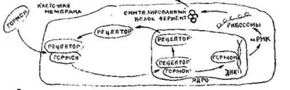 Класифікація і механізм дії гормонів (механізм) Класифікація і механізм дії гормонів