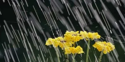 До чого сниться злива сонник потрапити під нього, сильний проливний дощ за вікном з грозою, блискавкою та (сильний) До чого сниться злива сонник потрапити під нього, сильний проливний дощ за вікном з грозою, блискавкою та