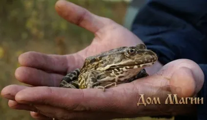 До чого сниться жаба сонник зелена жаба уві сні віщує охолодження відносин (сонник) До чого сниться жаба сонник зелена жаба уві сні віщує охолодження відносин