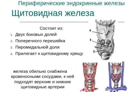 Кіста щитовидної залози у жінок - симптоми і лікування народними засобами (залози) Кіста щитовидної залози у жінок - симптоми і лікування народними засобами