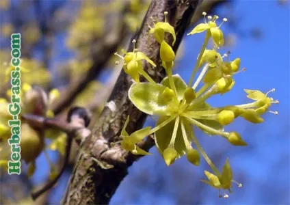 Кизил лікарський - фото, застосування, протипоказання, корисні, лікувальні властивості, препарати (корисні) Кизил лікарський - фото, застосування, протипоказання, корисні, лікувальні властивості, препарати