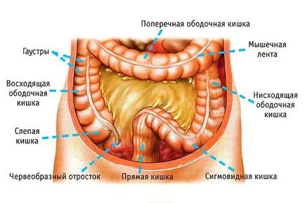 dolichosigma intestinului ce provoaca si tratament