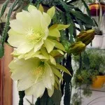 Epiphyllum грижи у дома, снимка, размножаване, трансплантация, болести