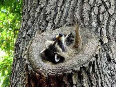 Raccoon - állat a világon - gyerekszoba - cikkek - School öröm