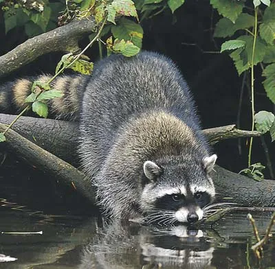 Raccoon - állat a világon - gyerekszoba - cikkek - School öröm