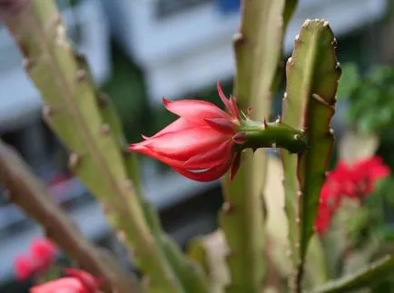 fotografii Epiphyllum și specii, cultivare și de îngrijire la domiciliu